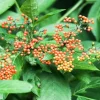 Wild Currant - Soy Tarts