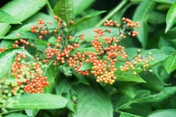 Wild Currant - Soy Tarts